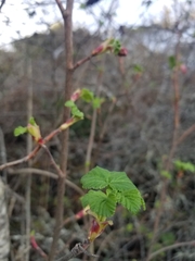 Ribes sanguineum