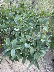 Karwinskia humboldtiana