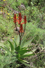 Asphodeloideae