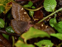 Paradirphia winifredae