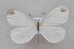 Leptidea morsei