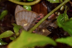 Paradirphia winifredae