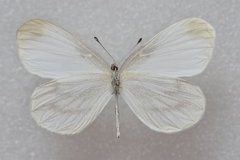 Leptidea morsei
