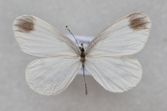 Leptidea morsei