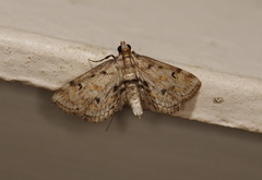 Parapoynx crisonalis