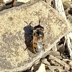 Copestylum marginatum