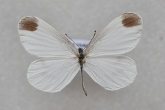 Leptidea morsei