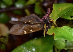 Paradirphia winifredae