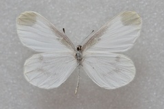 Leptidea morsei