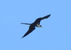 Fregata magnificens