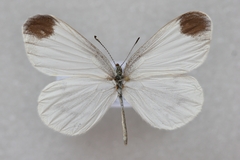 Leptidea morsei