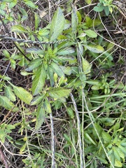 Stachytarpheta jamaicensis