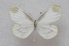 Leptidea morsei