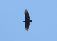 Coragyps atratus