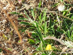 Anthyllis vulneraria