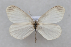 Leptidea amurensis
