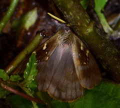 Paradirphia winifredae