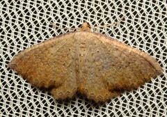 Chrysolarentia microcyma