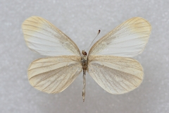 Leptidea amurensis