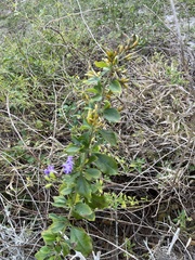 Stachytarpheta jamaicensis