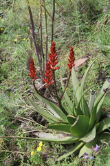 Asphodeloideae