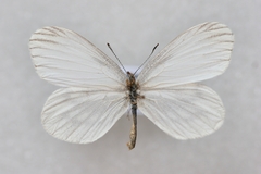 Leptidea morsei