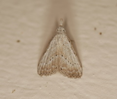 Meganola brunellus