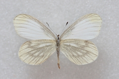 Leptidea morsei