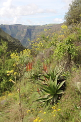 Asphodeloideae