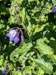Solanum xanti
