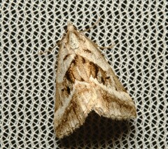 Dichromodes stilbiata