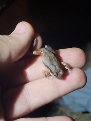 Physalaemus fischeri