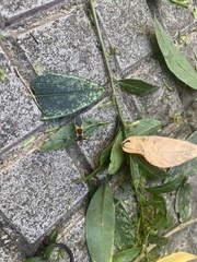 Heteroptera
