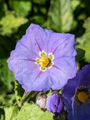 Solanum xanti