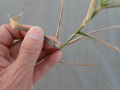 Phragmites karka