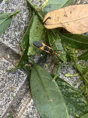 Heteroptera