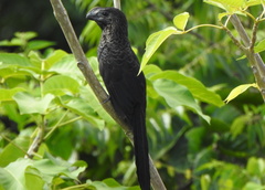 Crotophaga ani