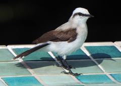 Fluvicola nengeta
