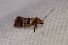 Choristis discotypa
