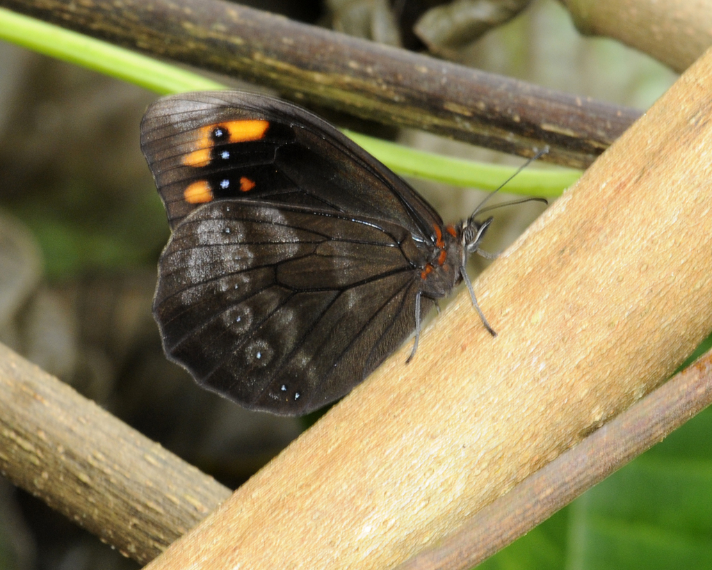 Pronophila intercidona