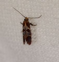 Choristis discotypa