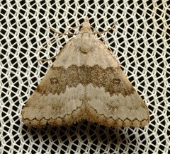 Dichromodes indicataria