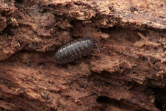 Armadillidium vulgare