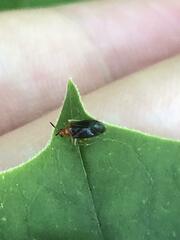 Rhinocapsus vanduzeei