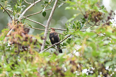 Turdus merula