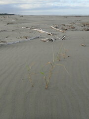Phragmites karka