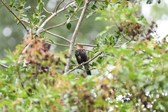 Turdus merula