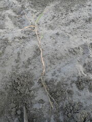 Phragmites karka