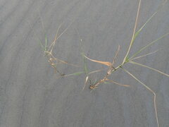 Phragmites karka