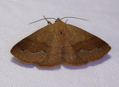Ophyx ochroptera